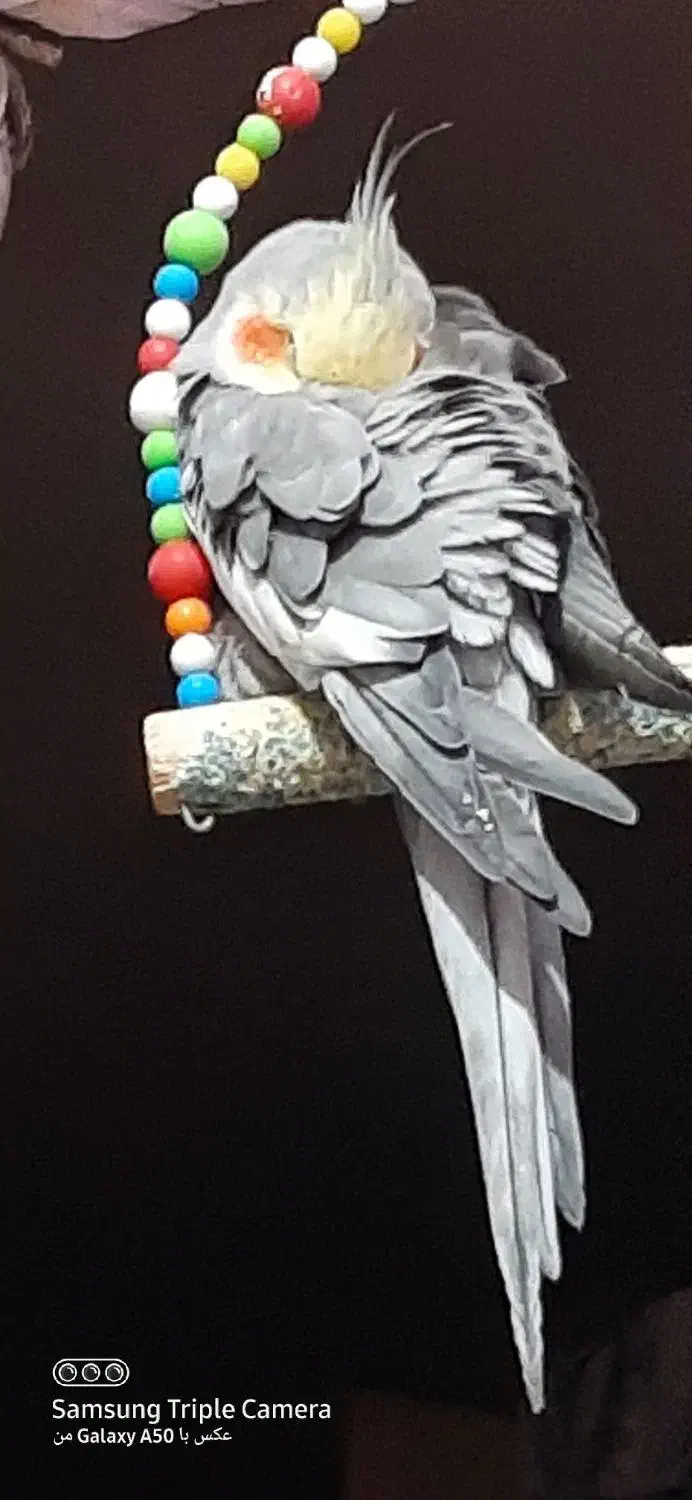 گم شده|حیوانات|ماکو, |دیوار