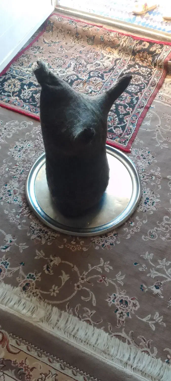 هیزه|ظروف نگهدارنده، پلاستیکی، یکبارمصرف|کوهدشت, |دیوار