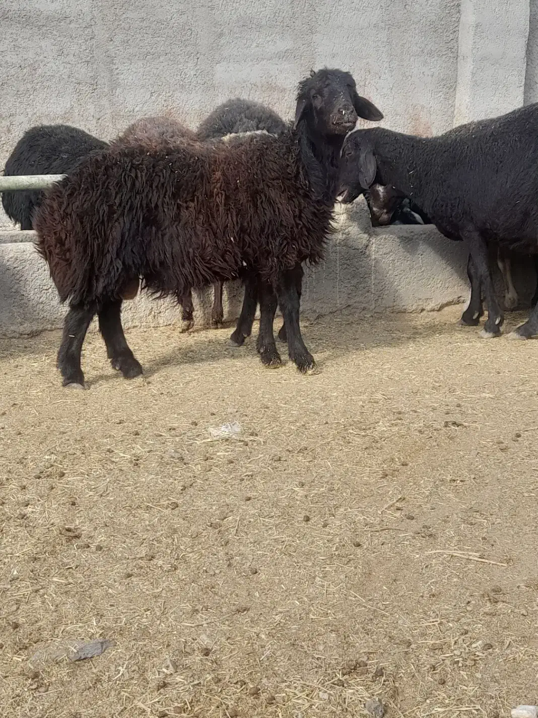 چهارتا بره نر هترو|حیوانات مزرعه|زرندیه, |دیوار