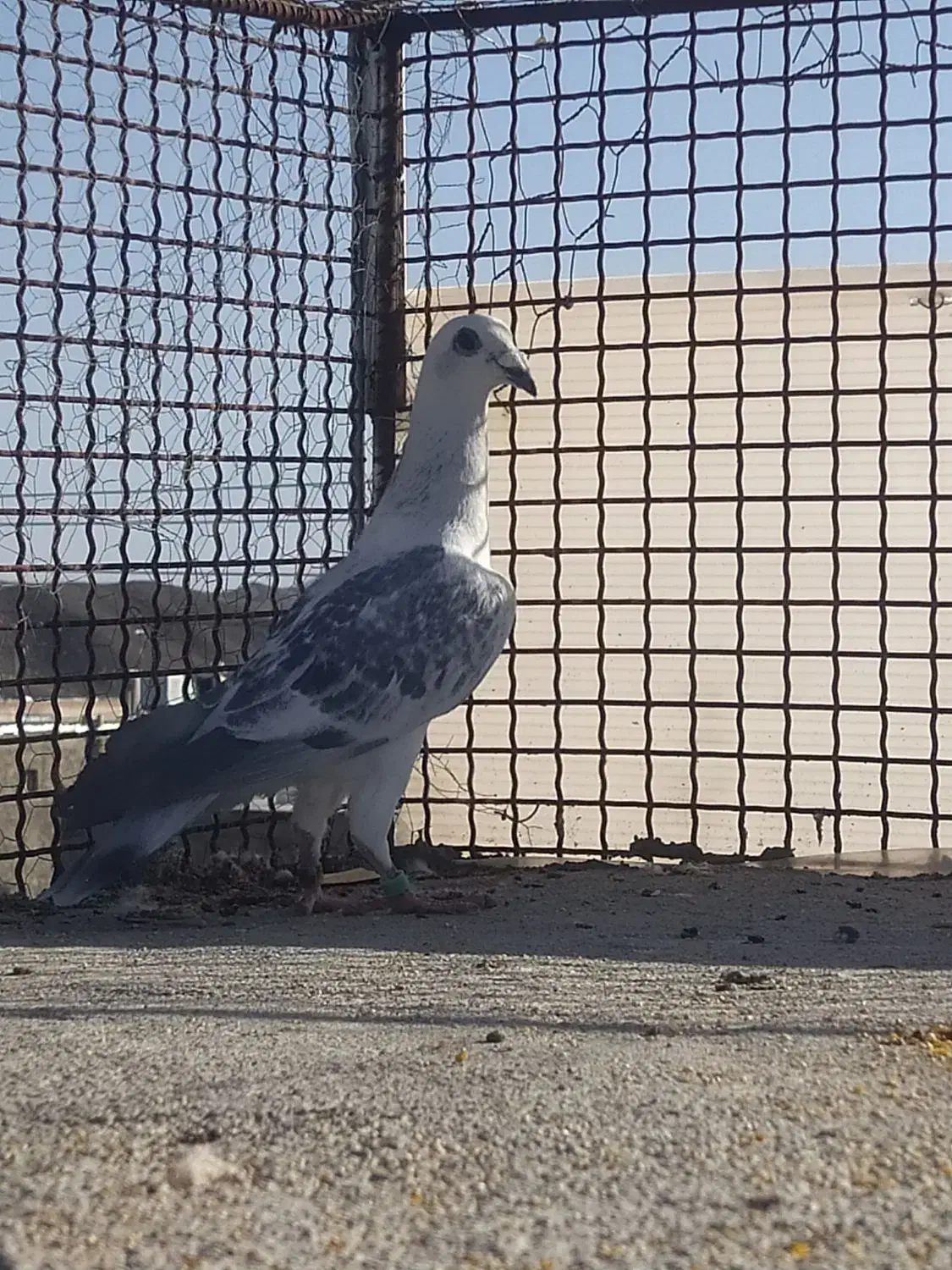 کفتر پرشی|پرنده|بیرجند, |دیوار