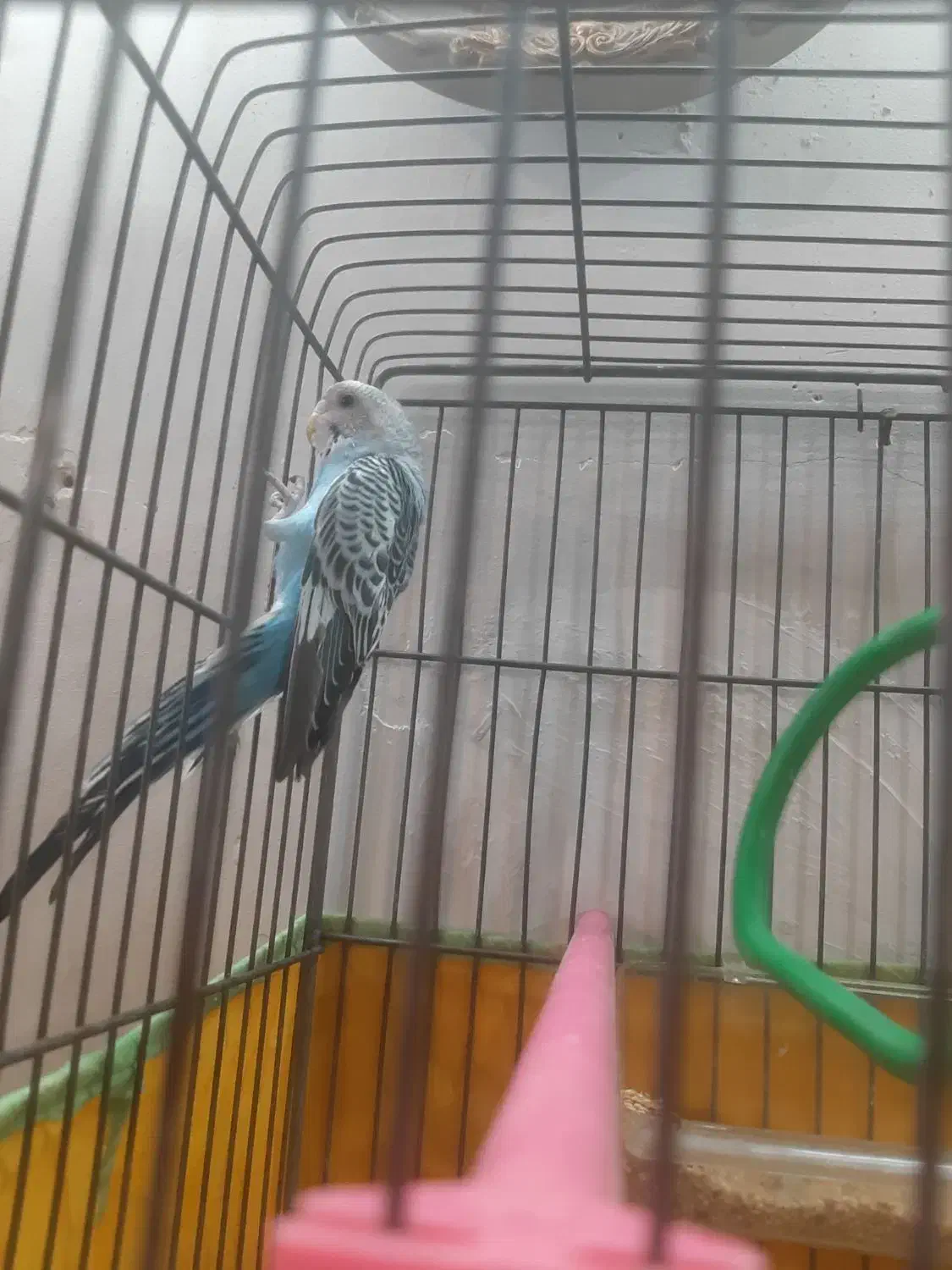 یک جفت مرغ عشق ویک عروس هلندی نرسخنگو|پرنده|گلپایگان, |دیوار