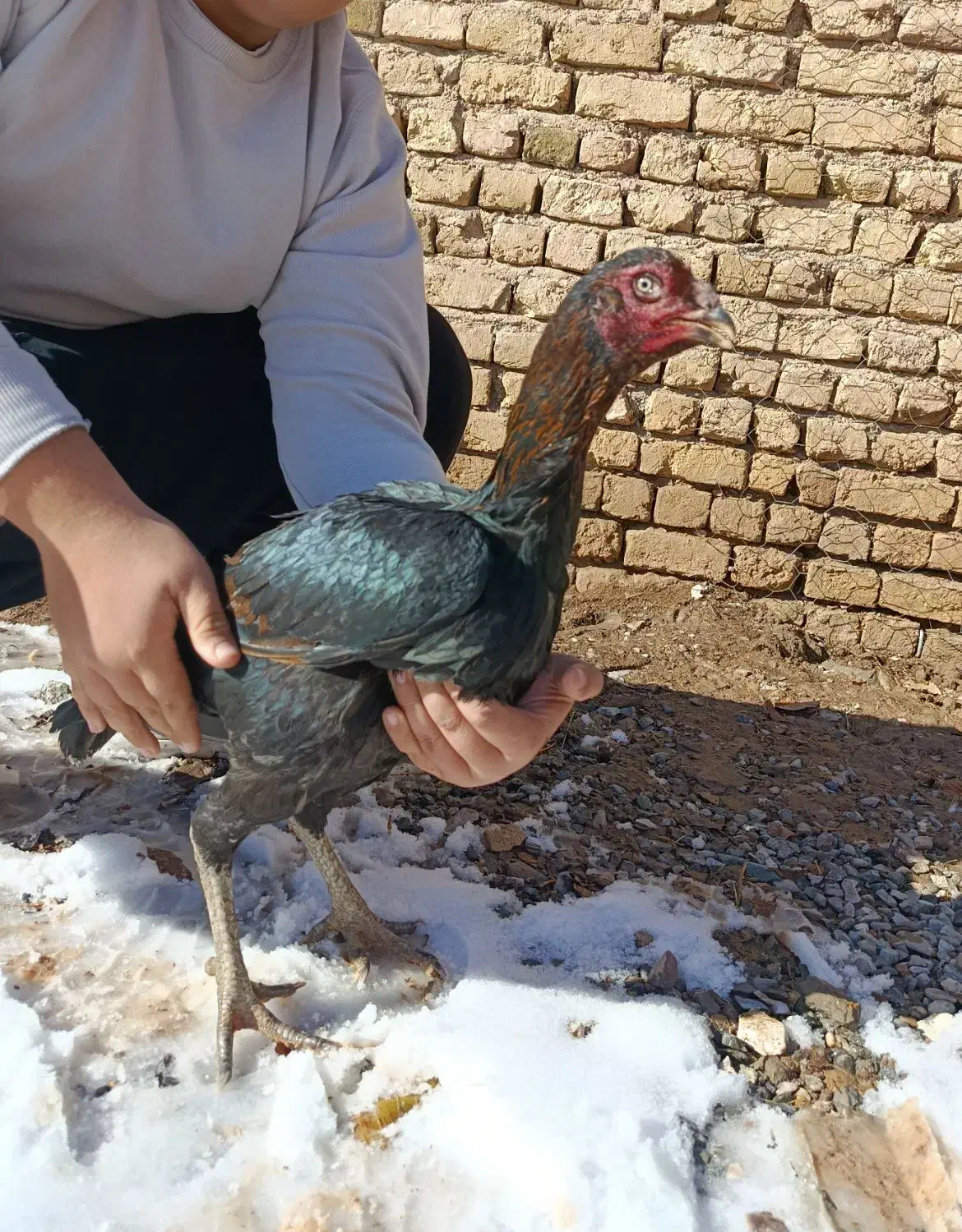 مرغ لاری|حیوانات مزرعه|نصر آباد, |دیوار