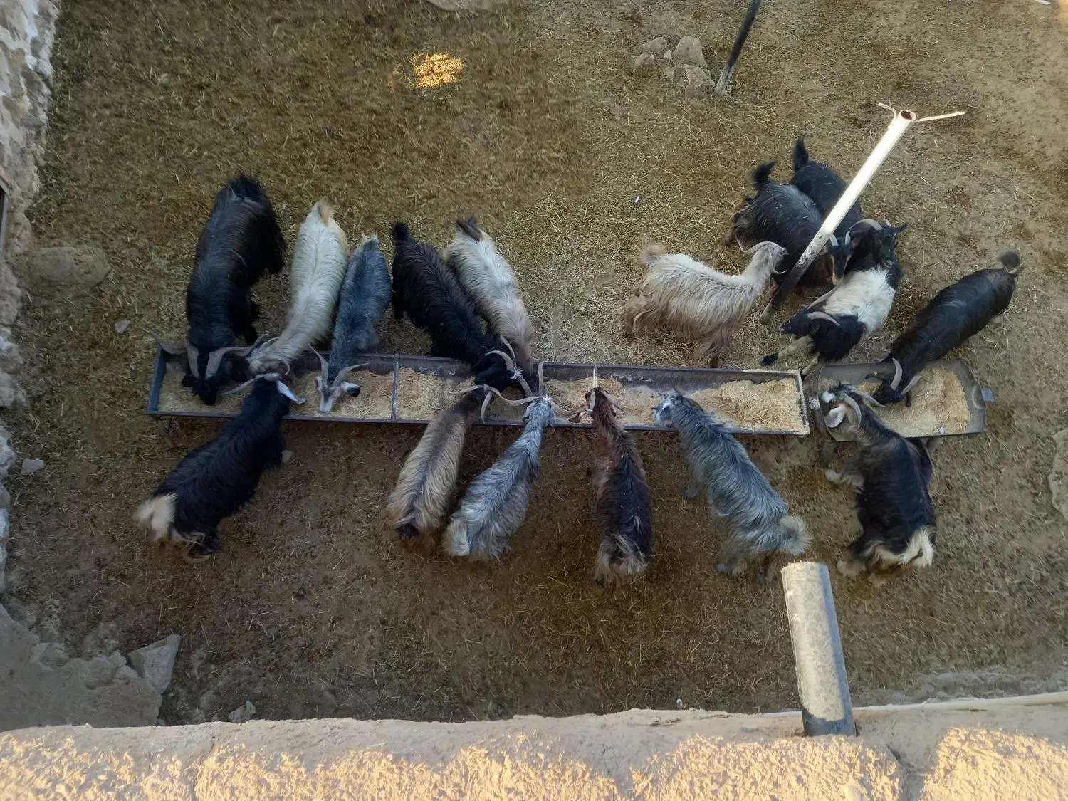 فروش ۲۰ راس بز اطراف دهدشت|حیوانات مزرعه|دهدشت, |دیوار