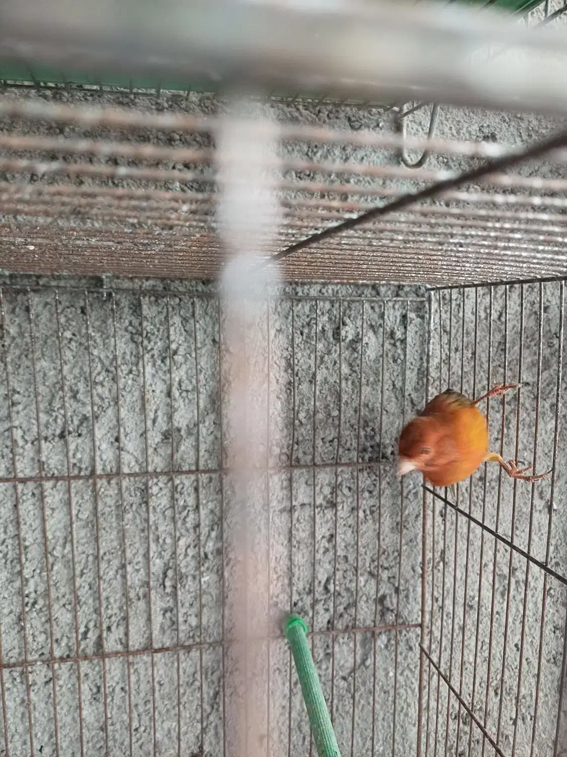 قناری سوخته نرآماده جوان رنگ طبیعی بدون رنگدانه|پرنده|اردبیل, |دیوار