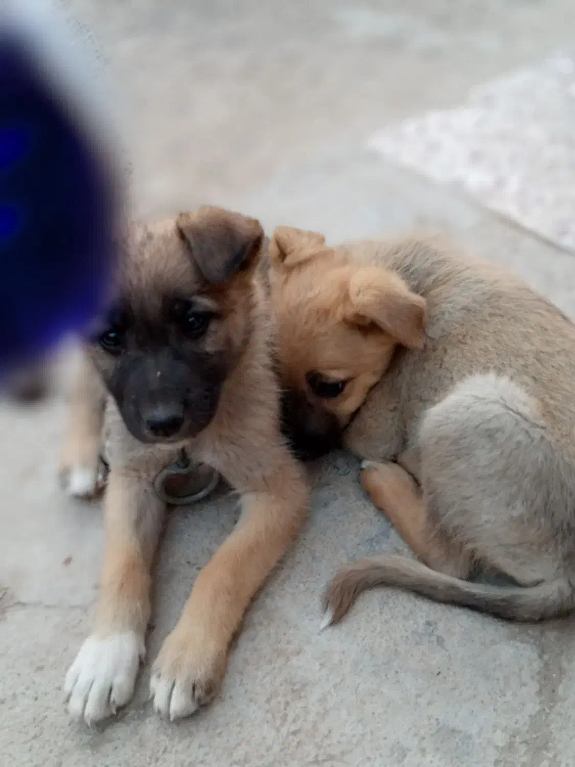 حیوان نمایشی....|سگ|اسفراین, |دیوار