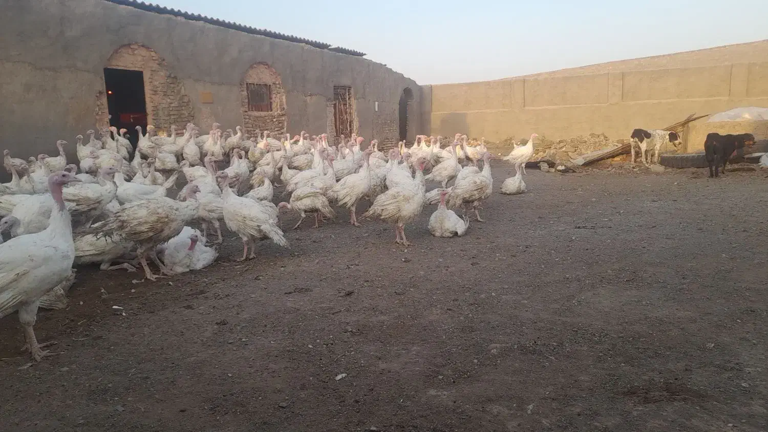 بوقلمون گوشتی  بیوتی شیش 100 روزه|حیوانات مزرعه|سبزوار, ابارش|دیوار