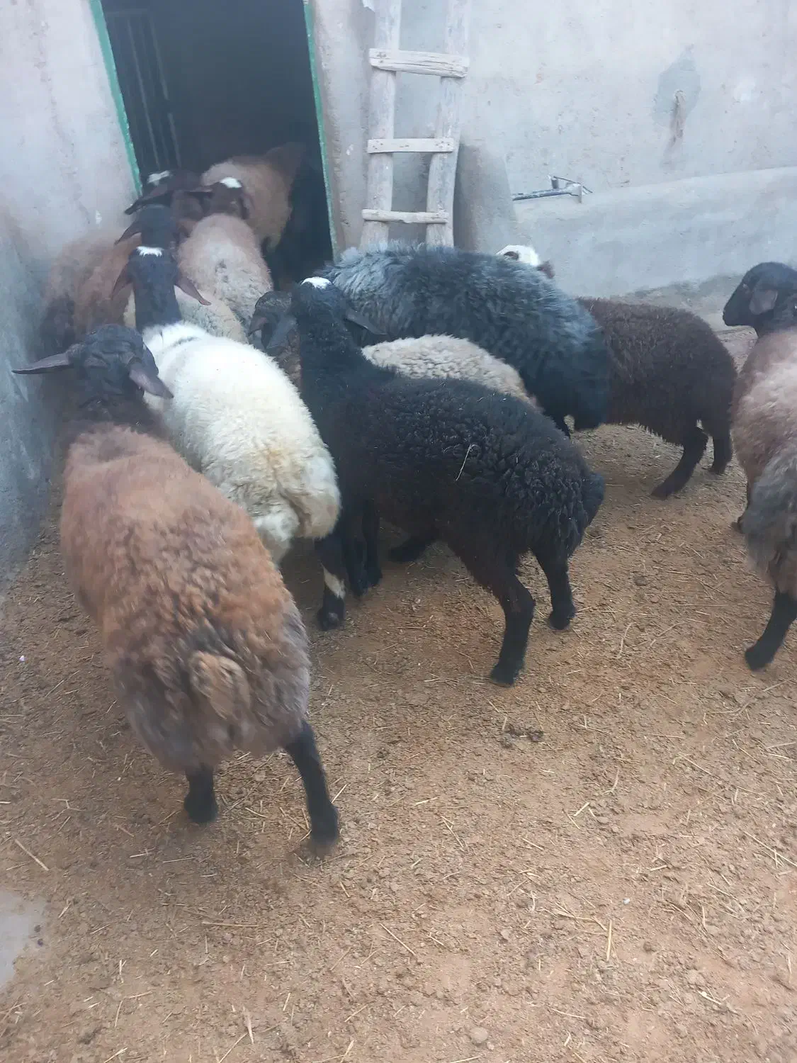 بره،شیشک،عروسی،مراسمات|حیوانات مزرعه|فامنین, |دیوار