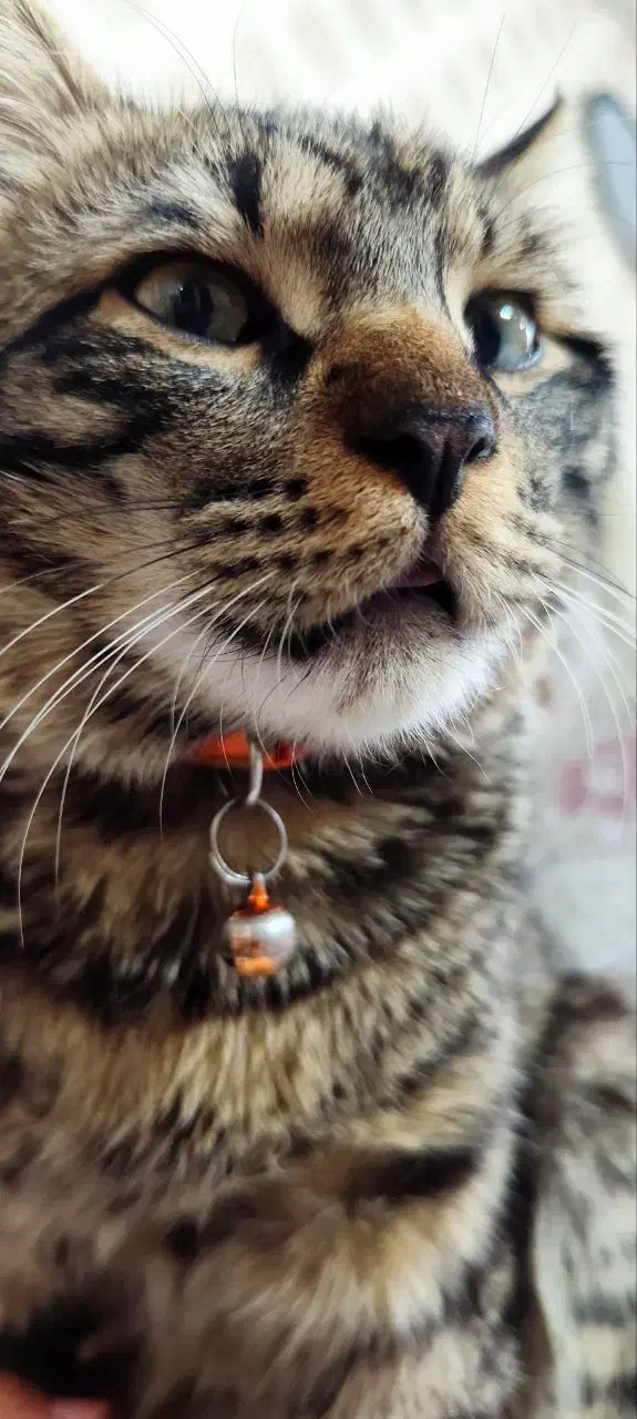 گربه DSH|گربه|زاهدان, |دیوار