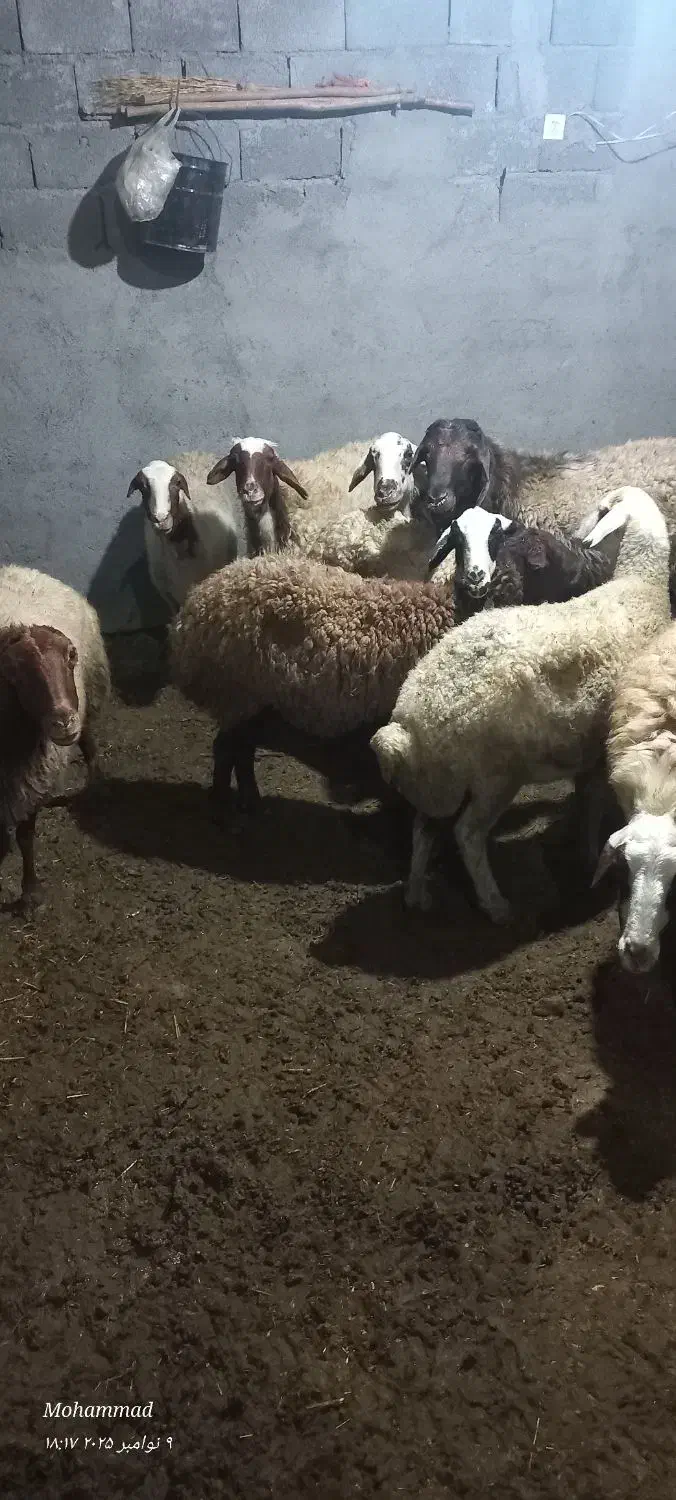 گوسفندمیش آبستن|حیوانات مزرعه|معصومیه, |دیوار