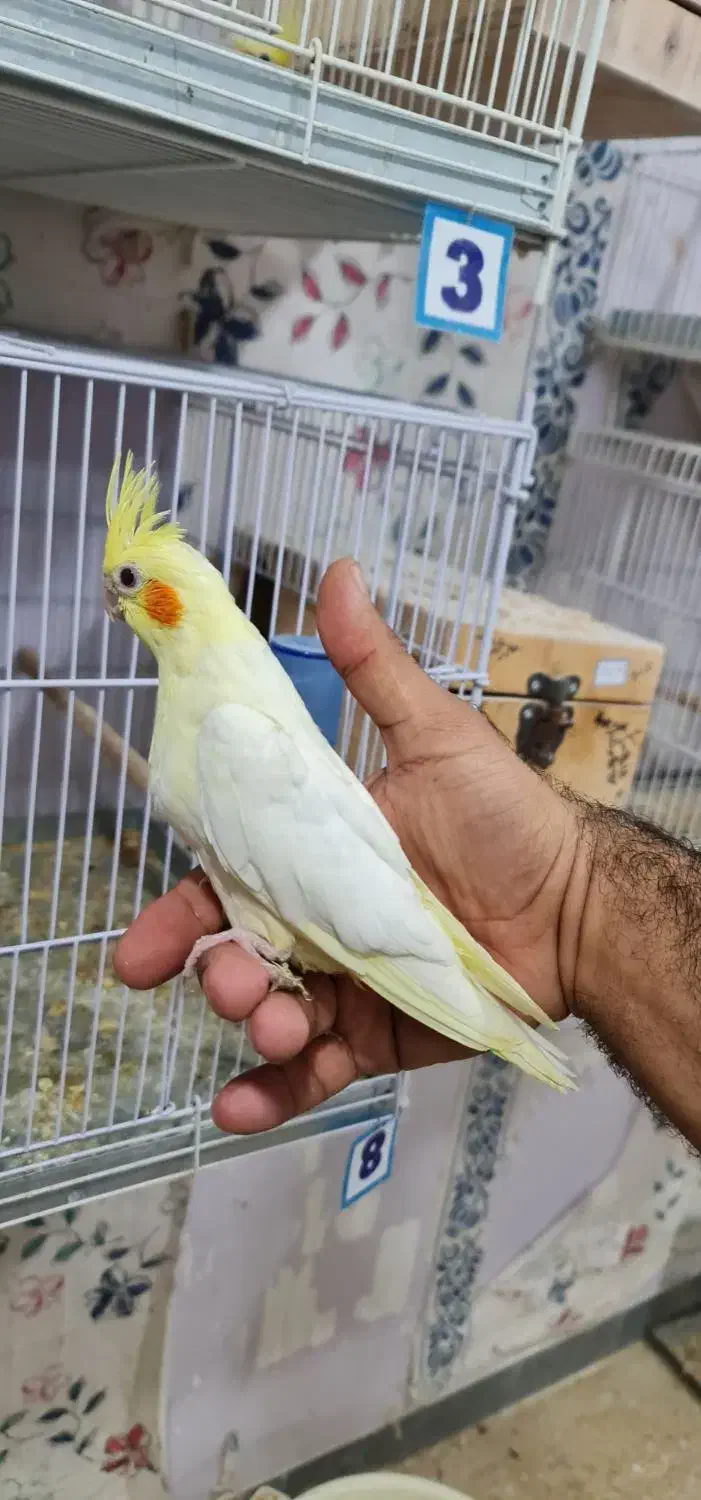عروس هلندی لوتینو رام دستی|پرنده|شیراز, شهرک گلستان|دیوار