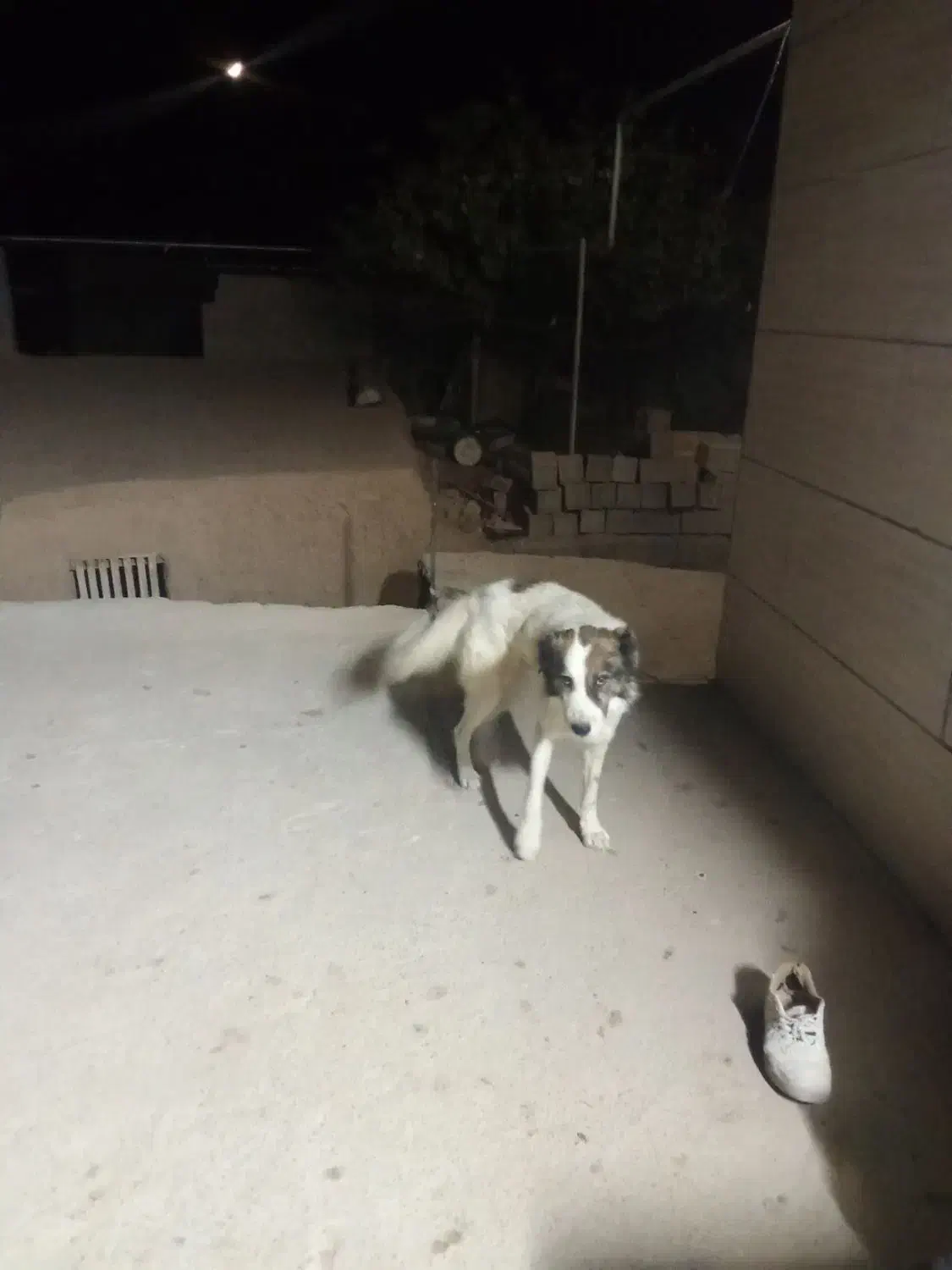 سگ گوسفندی|سگ|شیروان (خراسان), |دیوار