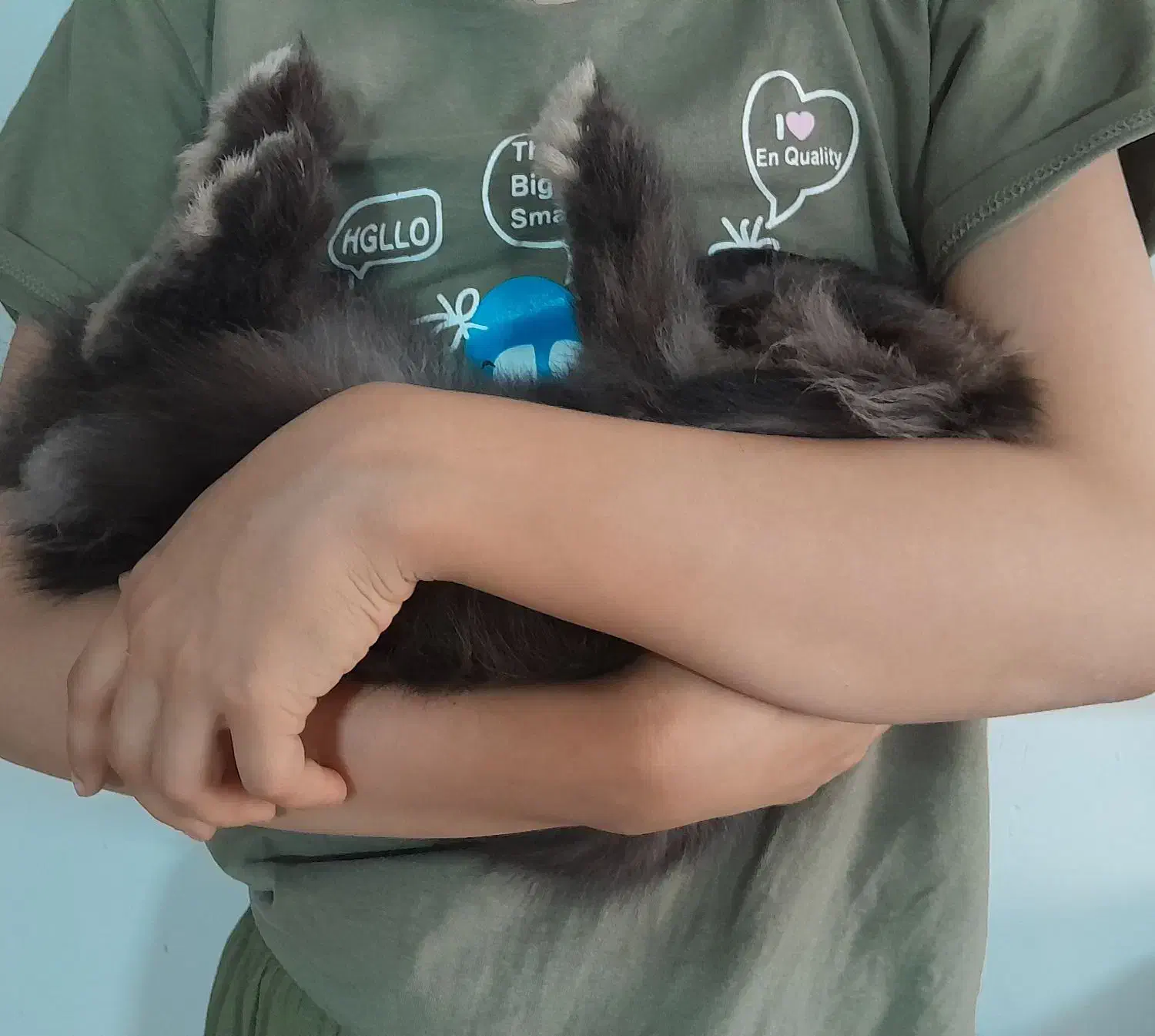 خرگوش نژاد lionhead اصیل|موش و خرگوش|مشهد, ویلاشهر|دیوار