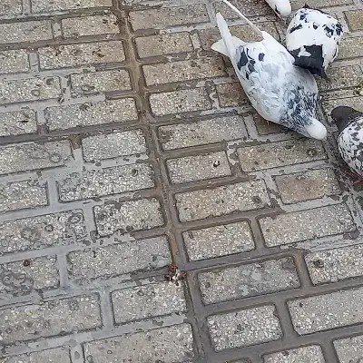 طوقی پشت سار ماده مست|پرنده|شیروان (خراسان), |دیوار