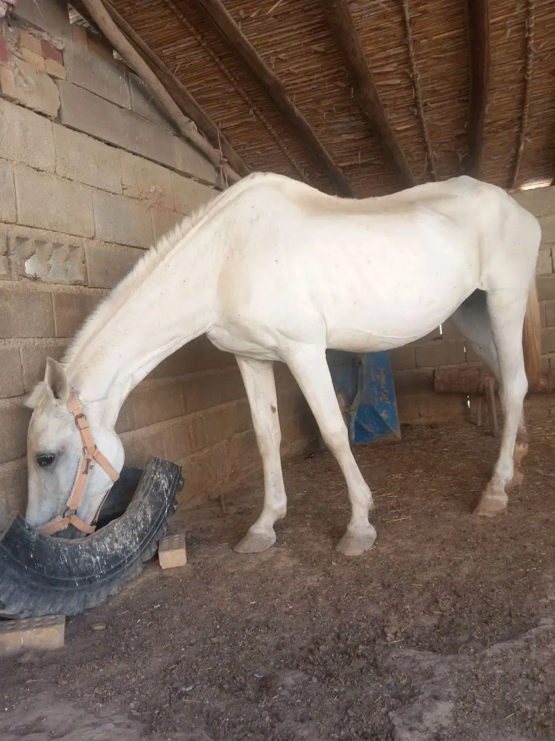 3500000|اسب و تجهیزات اسبسواری|کلاله, |دیوار