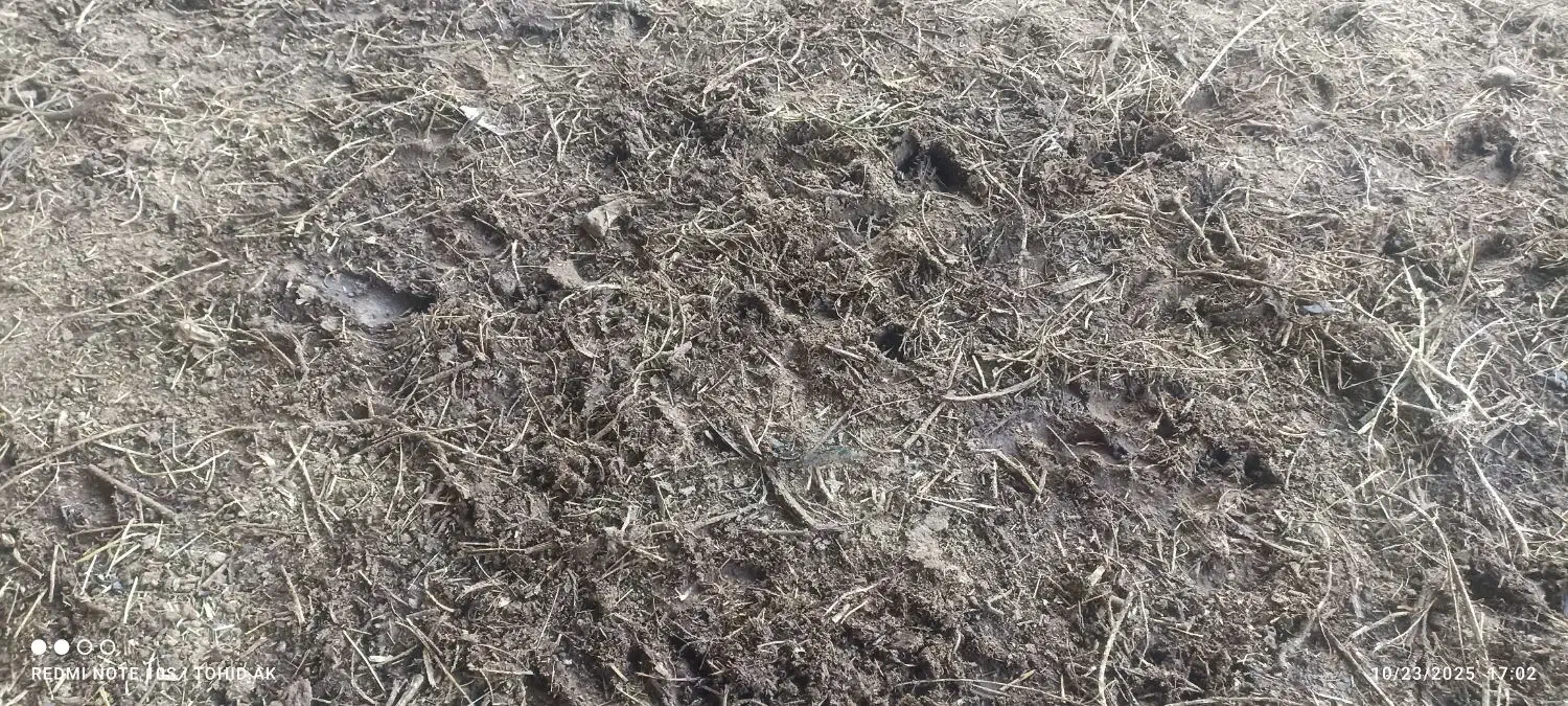 کود گوسفندی رایگان|خدمات باغبانی و درختکاری|بناب, |دیوار