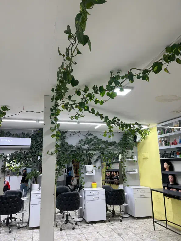 گل پتوس|گل و گیاه طبیعی|اصفهان, بیدآباد|دیوار