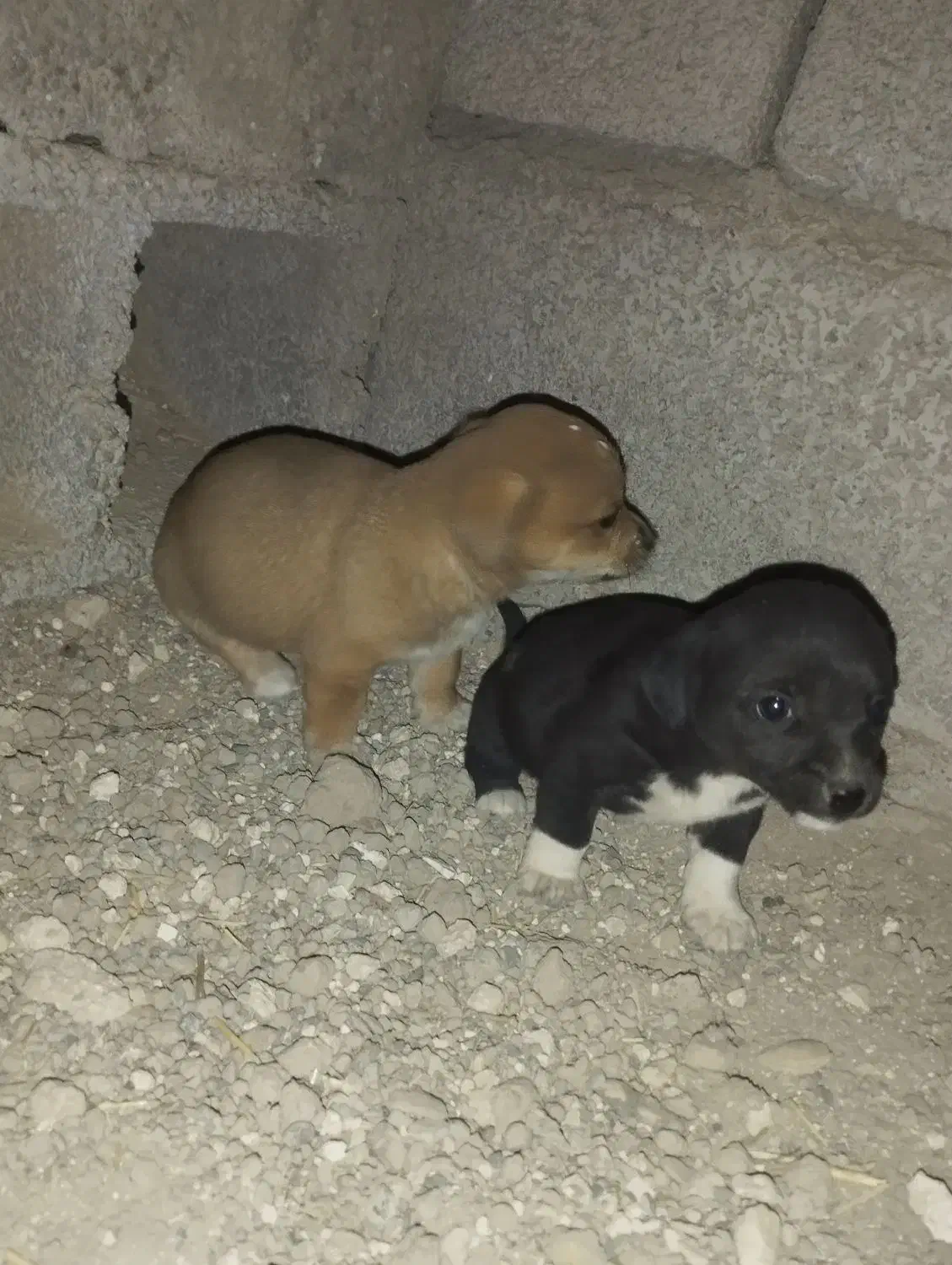 سگ خانگی|سگ|خنداب, |دیوار