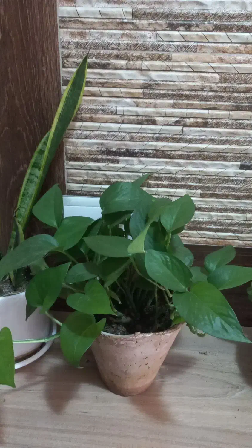 گلهای اپارتمانی|گل و گیاه طبیعی|اصفهان, ابر|دیوار