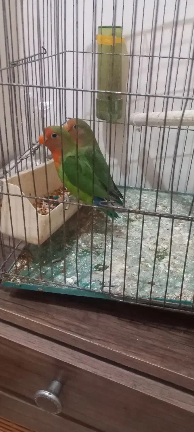 فروش ۲ عدد طوطی برزیلی باهم ۸۵۰/۰۰۰|پرنده|همدان, |دیوار