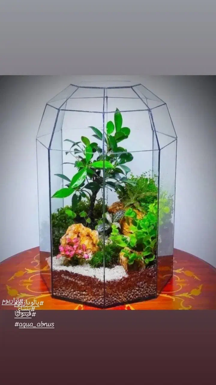تراریوم پالوداریوم موساریوم عمده|گل و گیاه طبیعی|اصفهان, آبشار|دیوار