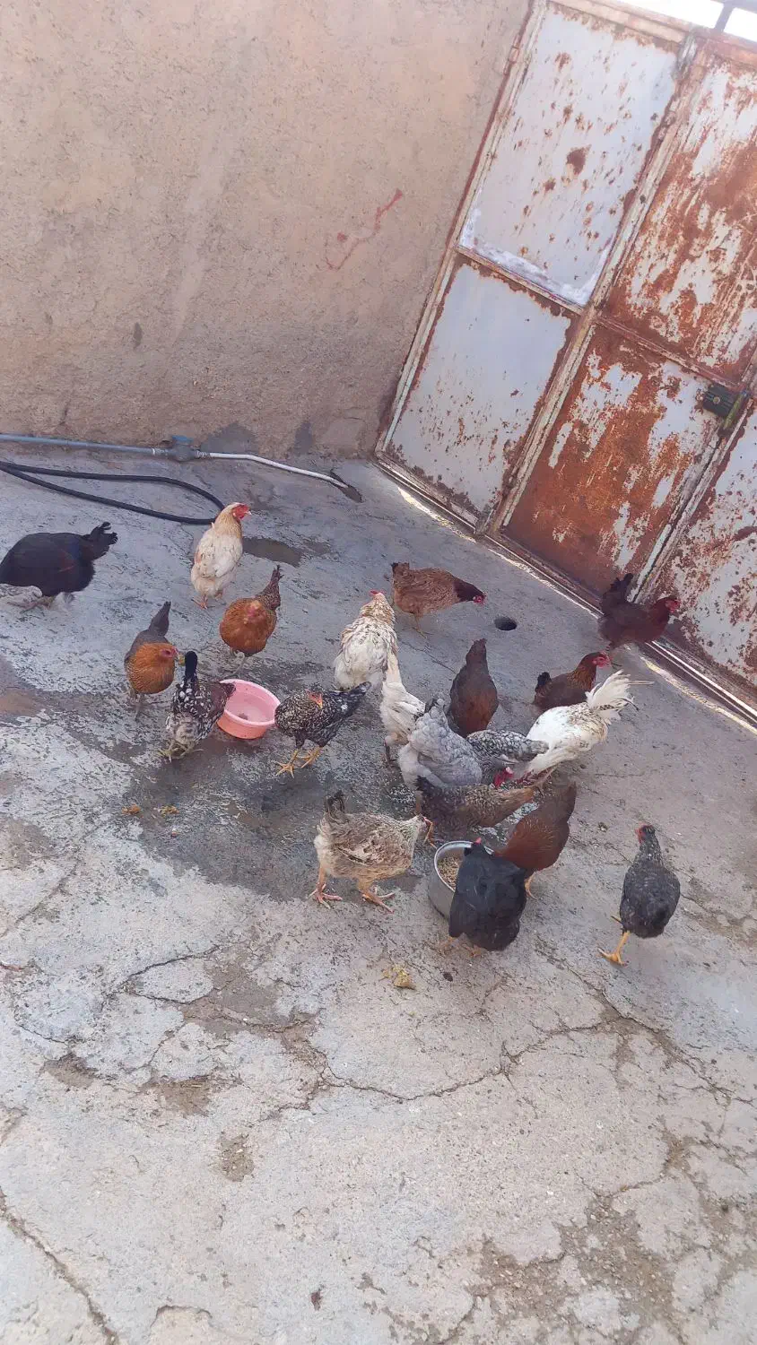 مرغ محلی|حیوانات مزرعه|سیروان, |دیوار