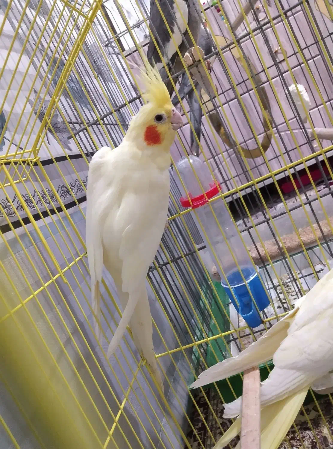 یک جفت عروس هلندی سر ۴ تا  تخم  با قفس|پرنده|اشتهارد, |دیوار