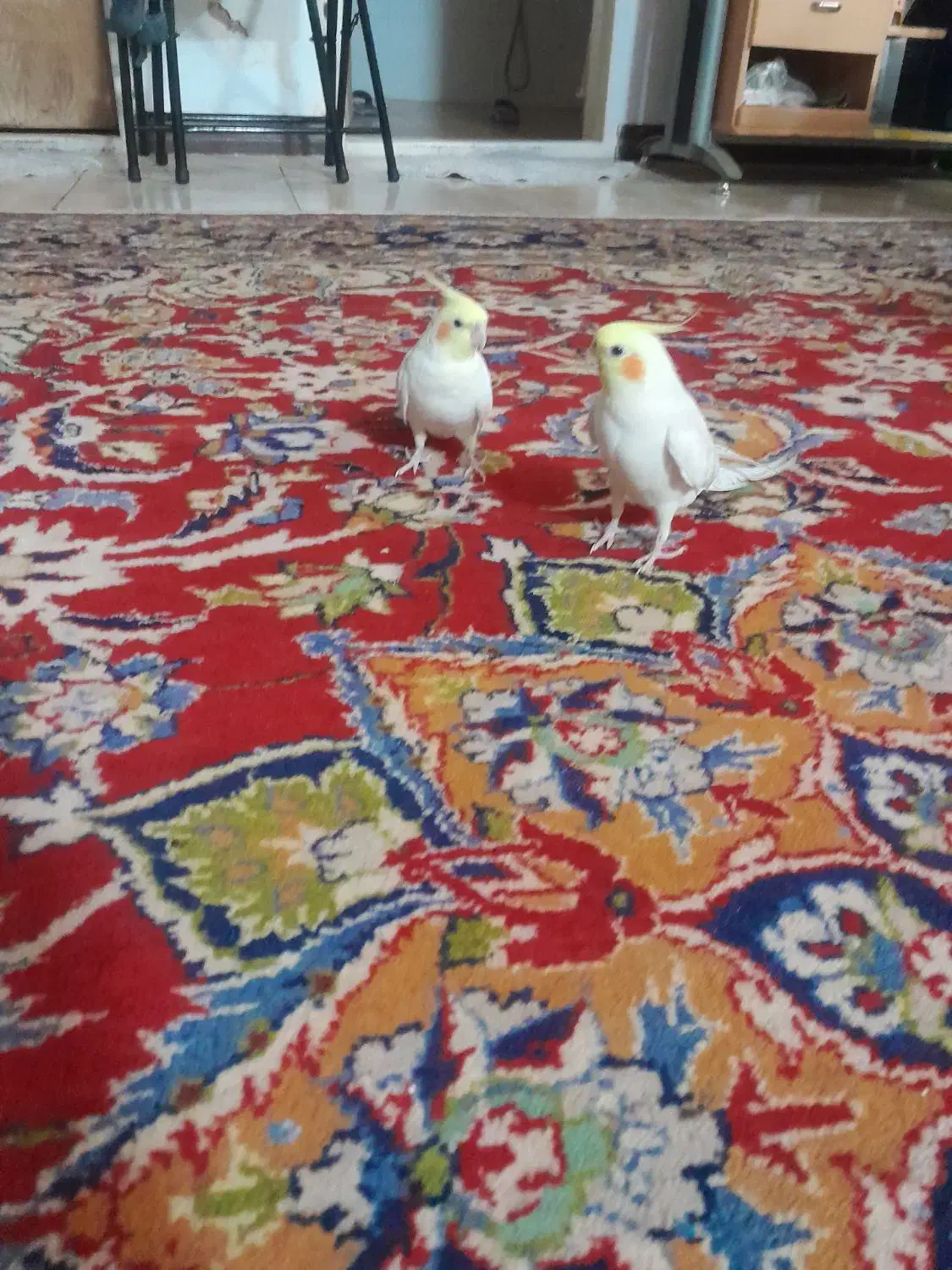 عروس هلندی نر و ماده|پرنده|اصفهان, زاجان|دیوار