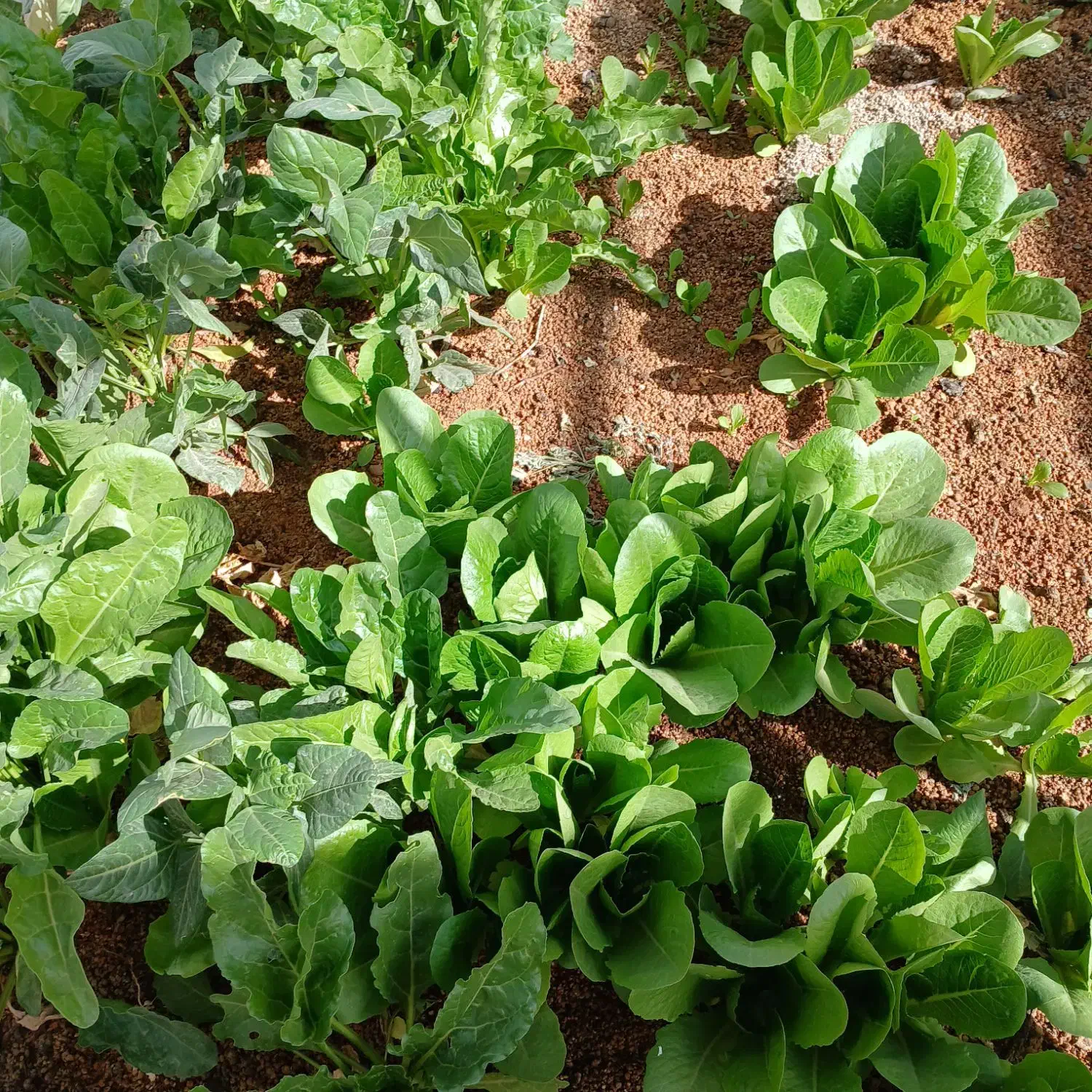 فروش خاک روف گاردن - بام باغ- خاک هیدروپونیک|گل و گیاه طبیعی|شهریار, کرد امیر|دیوار