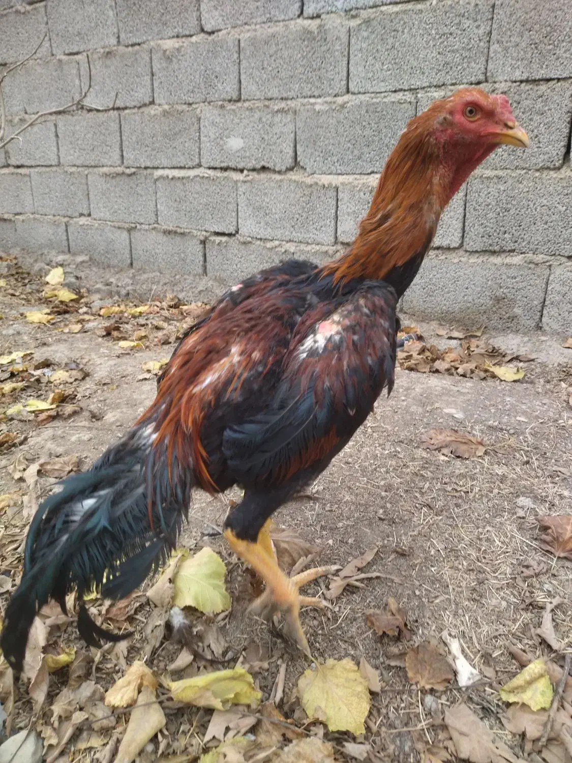 لاری|حیوانات مزرعه|کرج, کمال‌شهر|دیوار