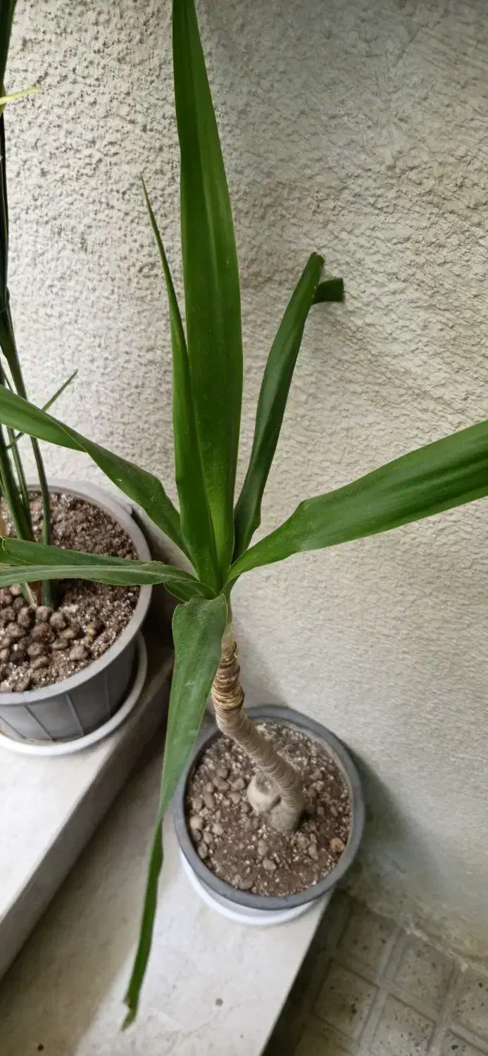 یوکا|گل و گیاه طبیعی|کرج, حصارک پایین|دیوار