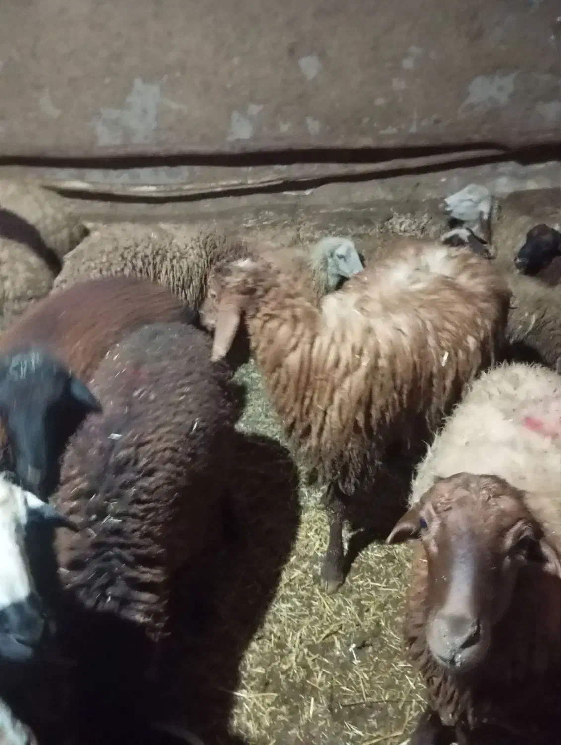 گوسفند داشتی|حیوانات مزرعه|کرمانشاه, |دیوار