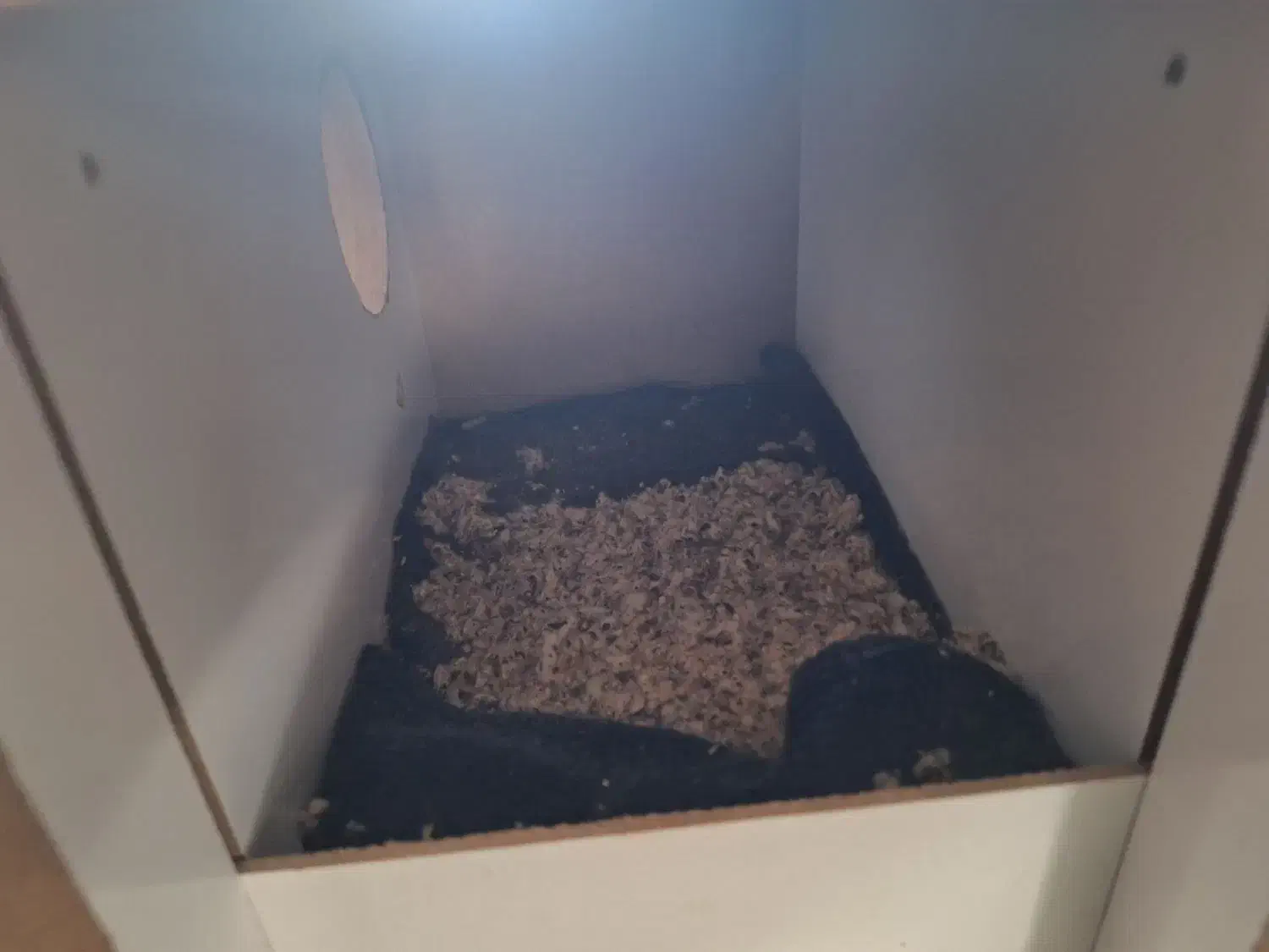 2 عدد مرغ عشق سرحال|پرنده|قم, بنیاد|دیوار