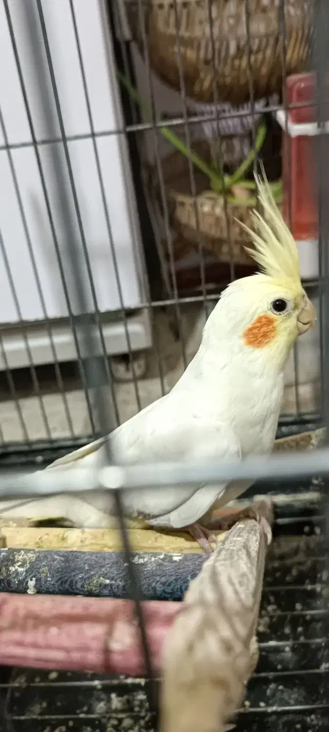 عروس هلندی|پرنده|گلستان (تهران), |دیوار