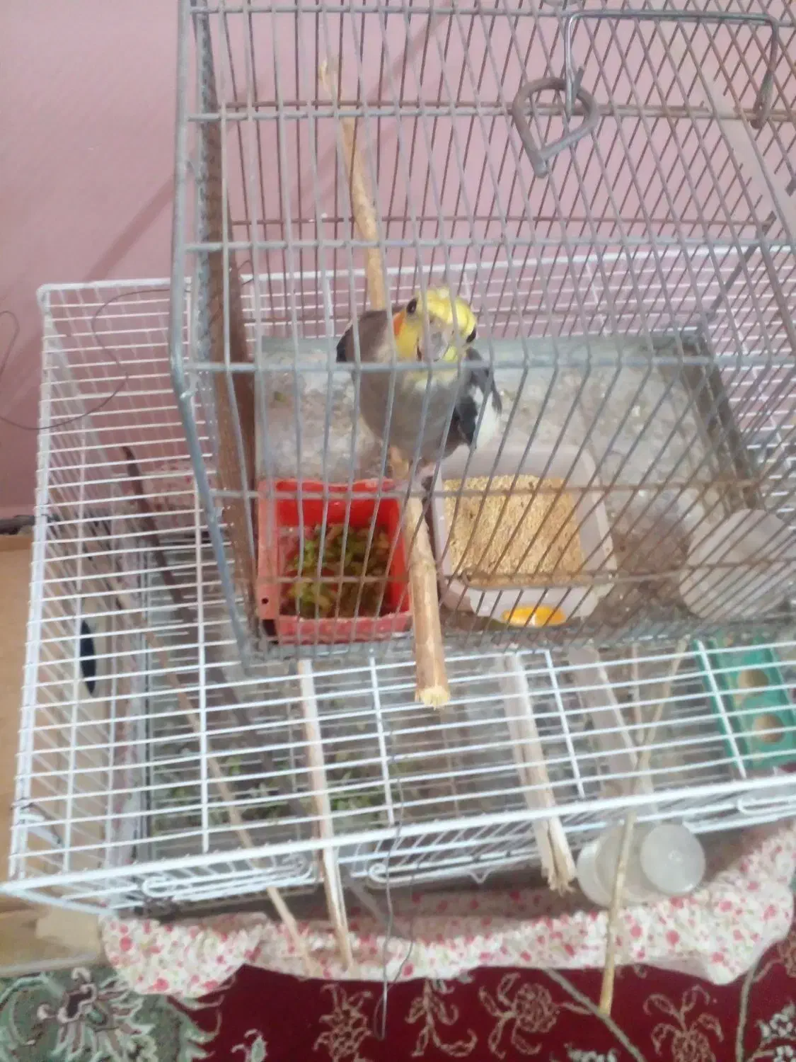 پرنده.عروسهلندی|پرنده|گنبد کاووس, |دیوار