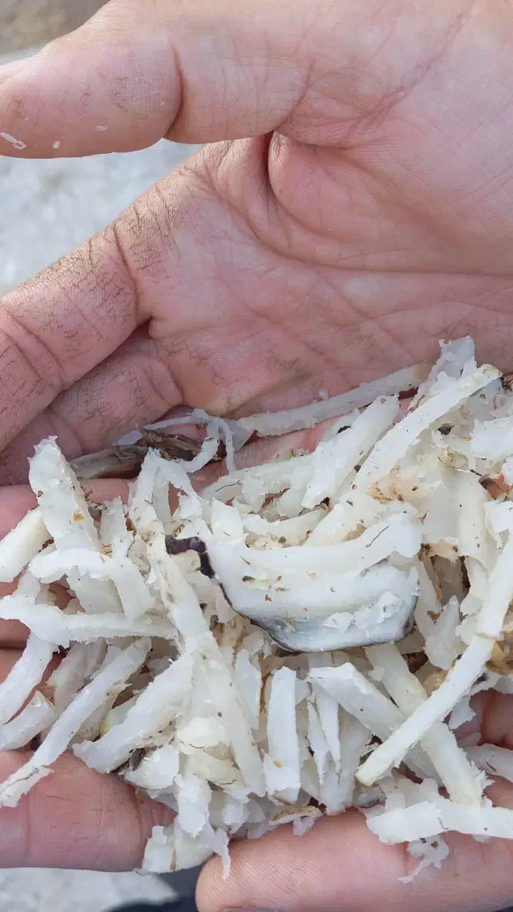 تفاله تر ارسال از پیرانشهر|حیوانات مزرعه|سقز, |دیوار