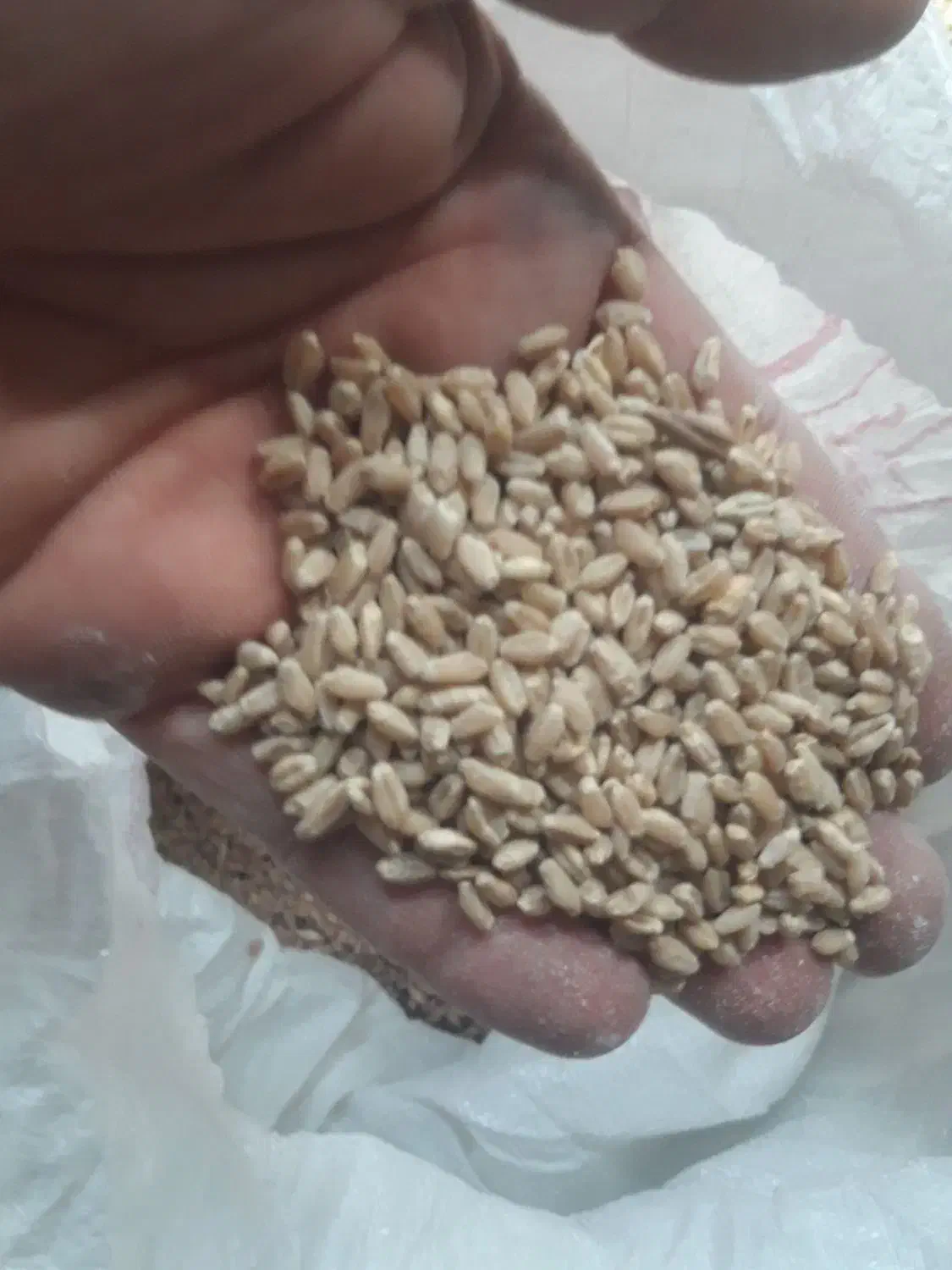 فروش گندم و جو|عمدهفروشی|مرودشت, رامجرد یک|دیوار