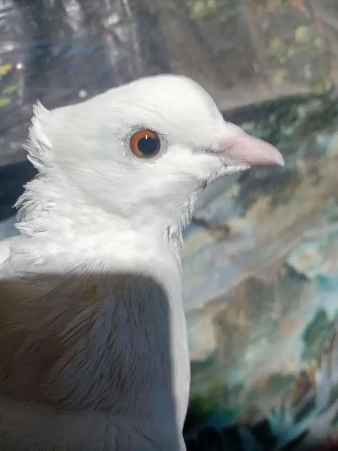 کبوتر|پرنده|ورامین, خیر آباد|دیوار