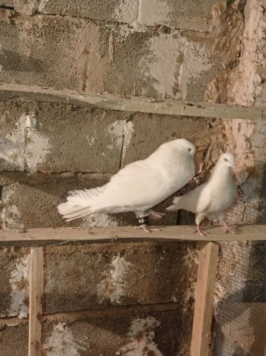 کبوترسفیدچشم سفیدنوک ریز.یک جفت مفلق سفید|پرنده|چادگان, |دیوار