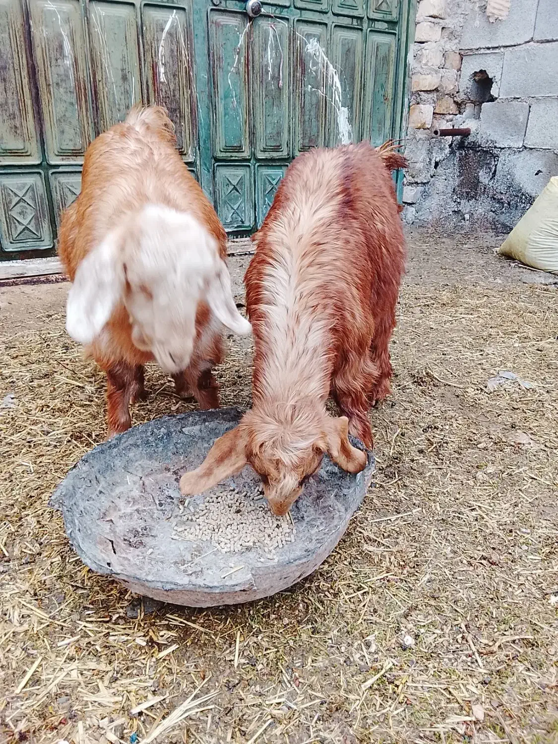 بز ترکی|حیوانات مزرعه|شیراز, گویم|دیوار