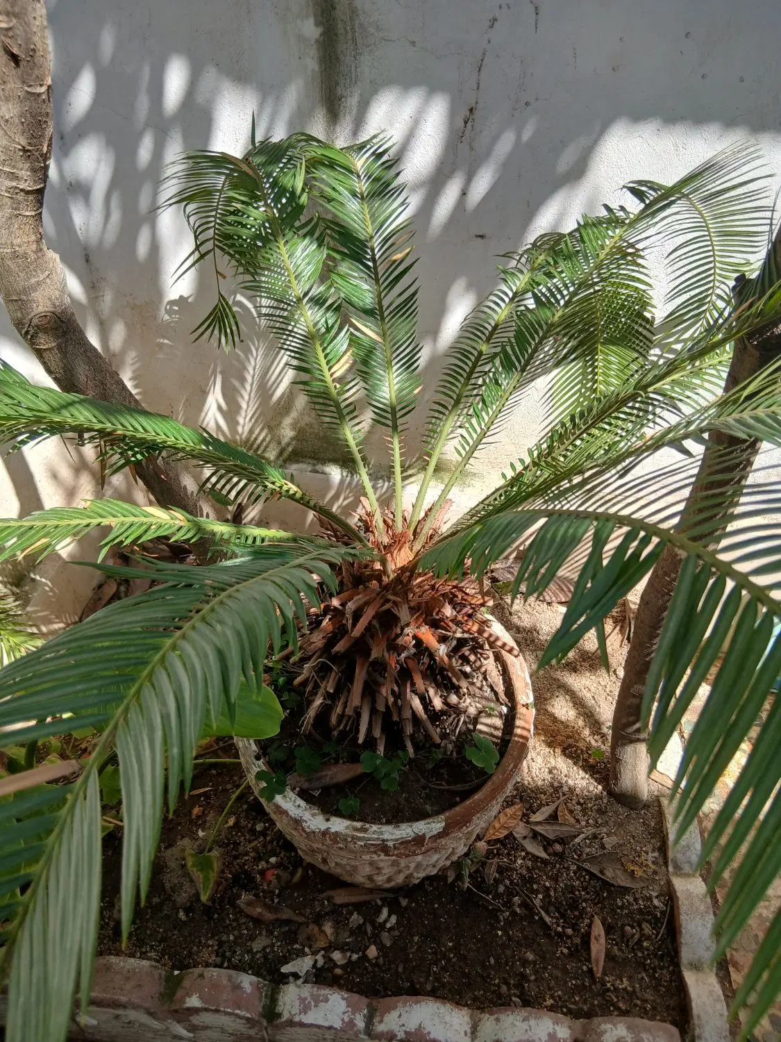 سیکاس|گل و گیاه طبیعی|رشت, دیانتی|دیوار