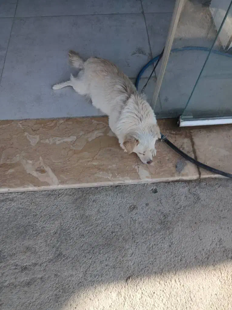 سگ گمشده|حیوانات|فولادشهر, سایت صنعتی کاوه|دیوار