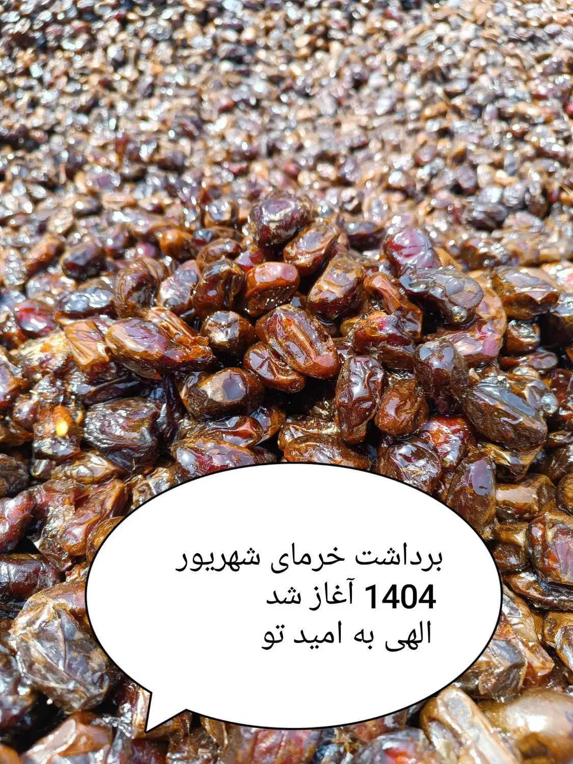 خرما کبکاب درجه یک|عمده‌فروشی|شیراز, فرگاز|دیوار