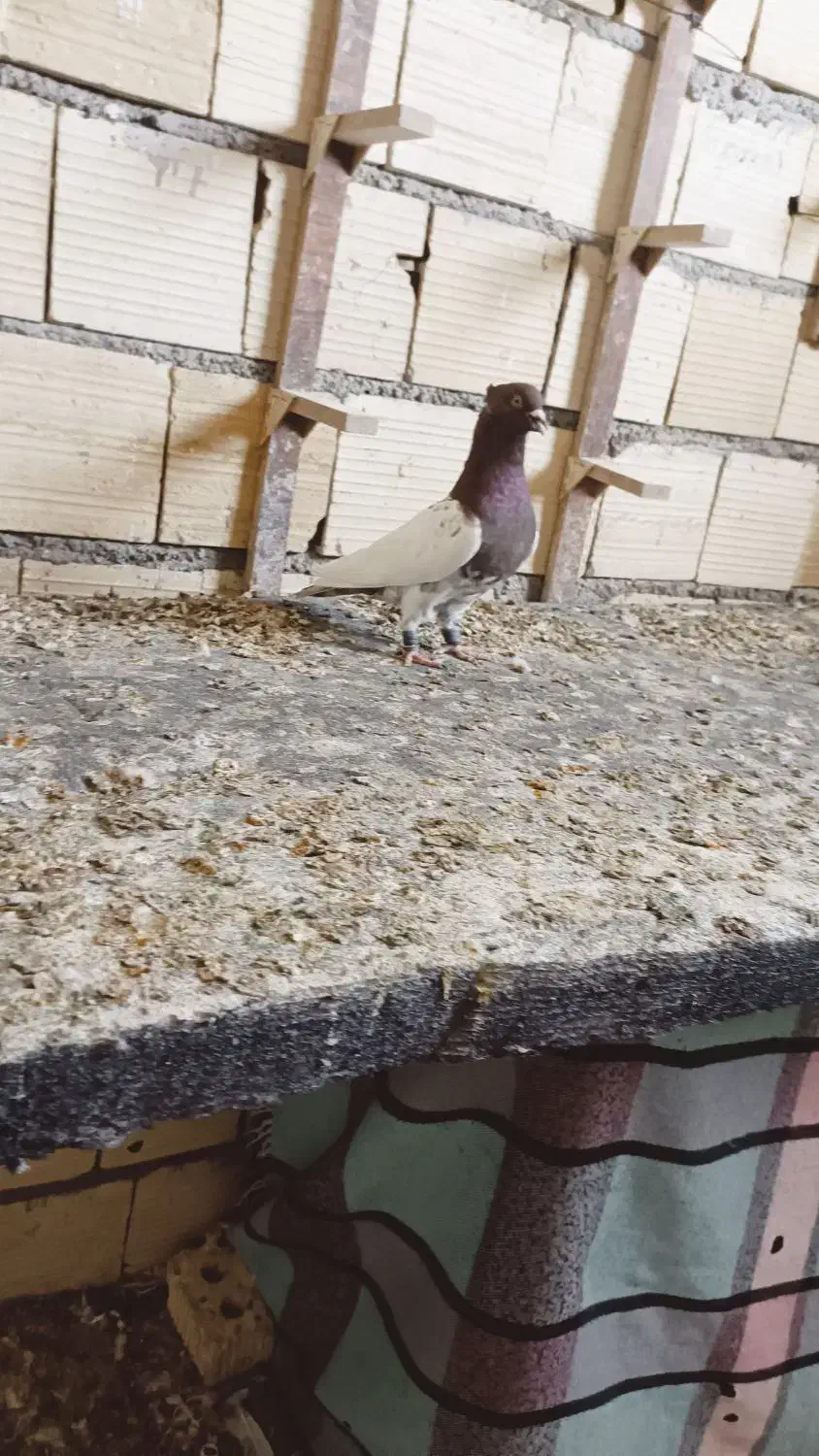 پشت سرور و کله سرخ و کرم نر|پرنده|شیراز, شهرک گلها|دیوار