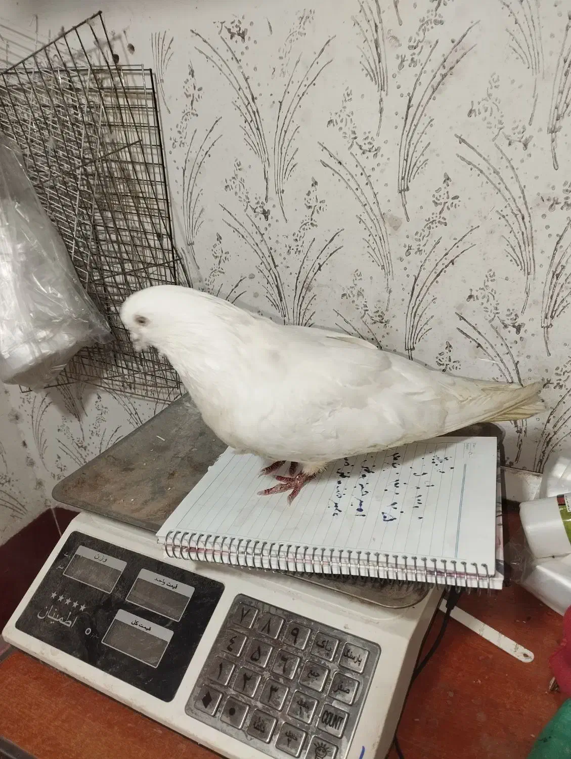 کبوتر زیر قیمت میدم|پرنده|ملکان, |دیوار