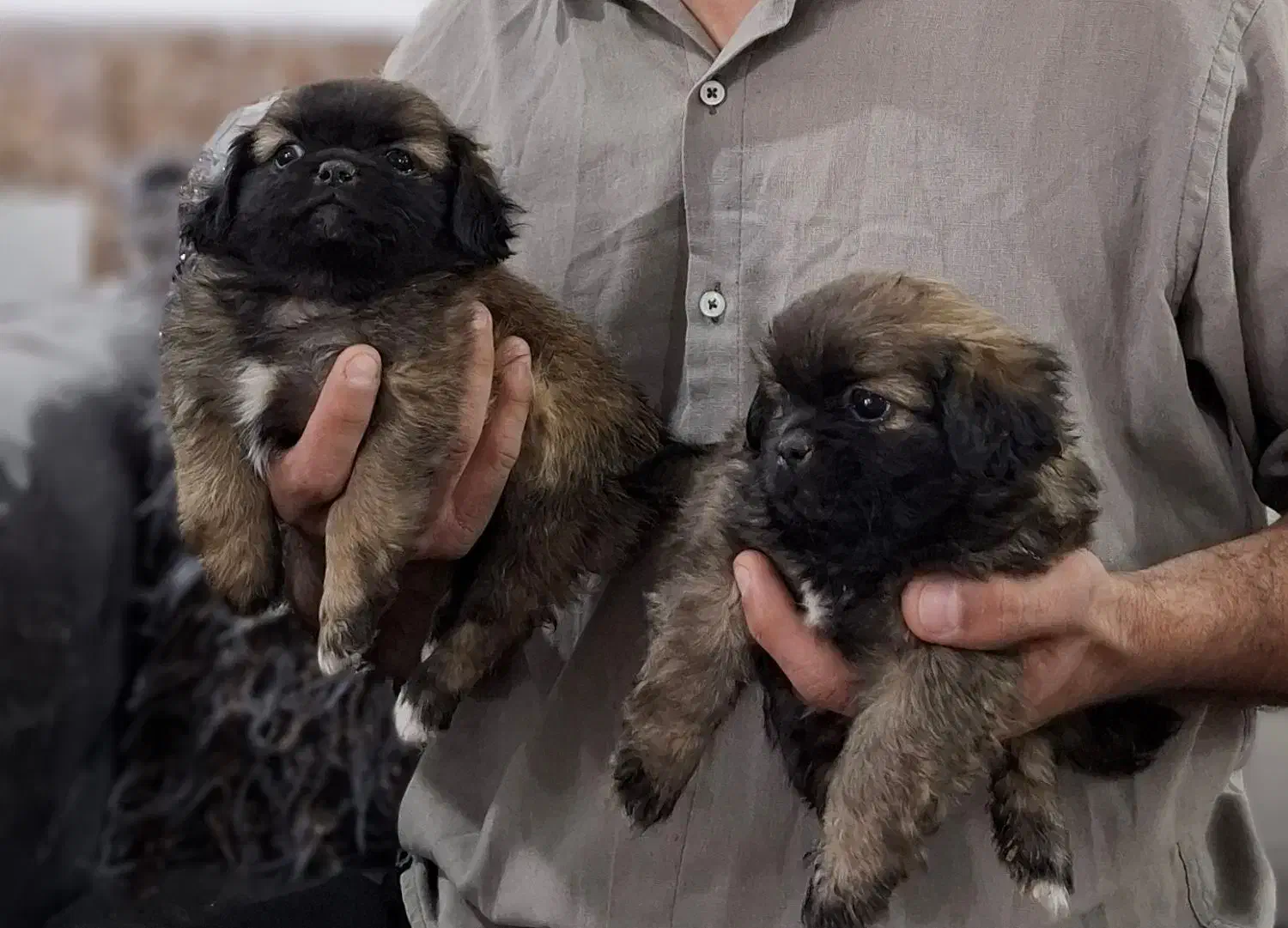 توله سگ|سگ|مسجد سلیمان, |دیوار