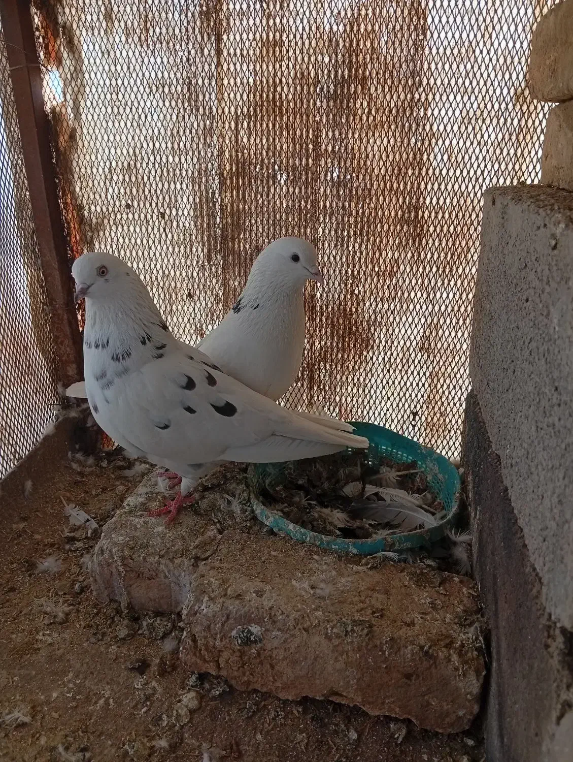 کفتر و جوجه|پرنده|پاکدشت, پاکدشت (مامازند)|دیوار