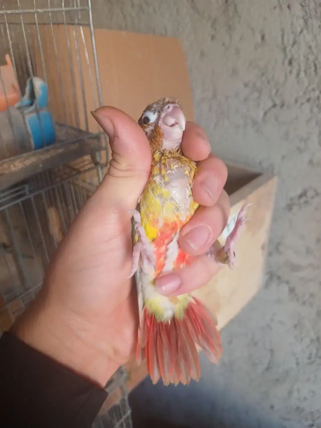 گرینچیک برزیلی|پرنده|نظرآباد, نظرآباد|دیوار