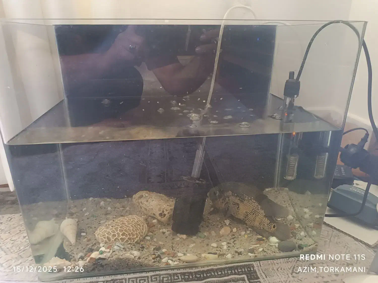 اکواریوم ماهی اسکار بزرگ|ماهی|بندرعباس, |دیوار