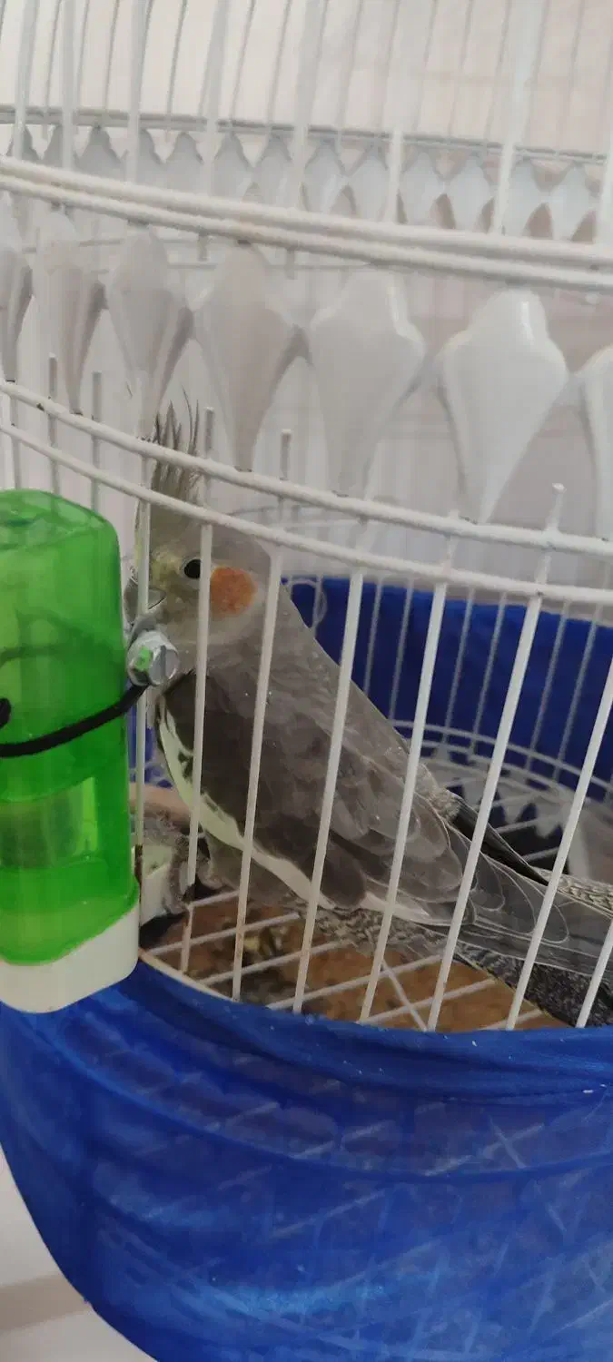 عروس هلندی|پرنده|شاهرود, |دیوار