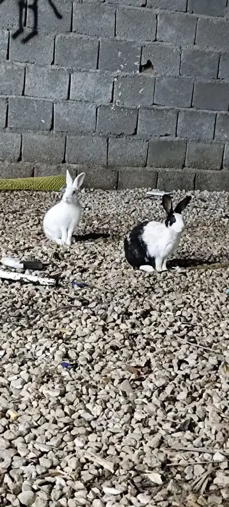 خرگوش خونگی چغادک|موش و خرگوش|چغادک, |دیوار